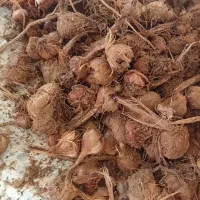 پیاز زعفران