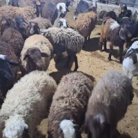 فروش بره و بزغاله|حیوانات مزرعه|کوهدشت, |دیوار