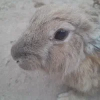 خرگوش|موش و خرگوش|بیرجند, |دیوار
