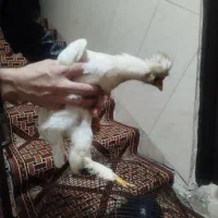 جوجه های 4و5ماهه زینتی خاص دستی