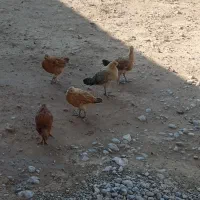 جوجه بومی