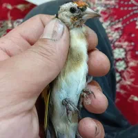 سهره نر و ماده