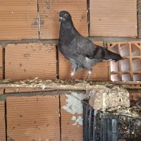 کبوتر جوانه ماده