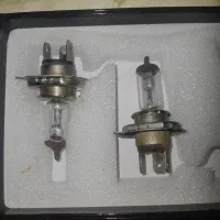 عروس هلندی کوتوله مرغ عشق|پرنده|مشهد, سپاد|دیوار