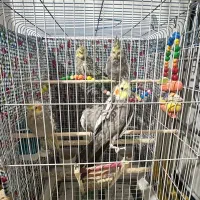 عروس هلندی ناناز