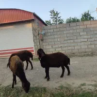 سه راس دوتا ماده یکی نر