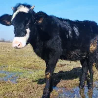 گوساله اصیل ماده