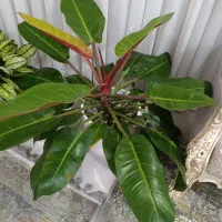 گل فیلندرون پرتقالی
