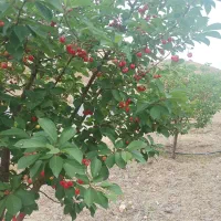 نهال مرکبات و سیاه درخت و ریشه|خدمات باغبانی و درختکاری|شیراز, باغ تخت|دیوار