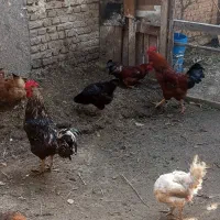 خروس محلی