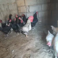 مرغ