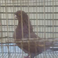 گوک و معلقی|پرنده|بم, |دیوار