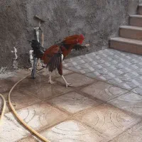 حیوان|حیوانات مزرعه|بم, |دیوار