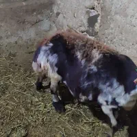 یک رس میش مایه کرده پلنگی عروسک