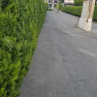 هرس کاج سمپاشی محوطه سازی طراحی|خدمات باغبانی و درختکاری|نوشهر, |دیوار