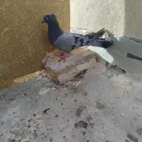 ماده اصفونی