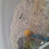 قبول واگذاری ماهی رایگان|ماهی|قم, منبع آب|دیوار