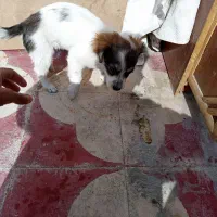 سگ اشپیتز|سگ|کازرون, |دیوار