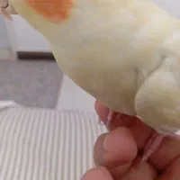 یک عدد عروس هلندی فوق العاده دستی|پرنده|قم, شهرک سازمان آب|دیوار