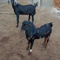 کهره نر|حیوانات مزرعه|میناب, |دیوار