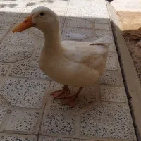 اردک