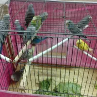 حراج مرغ عشق|پرنده|اصفهان, فجر|دیوار