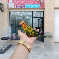 جوجه خورشیدی سرلاکی تا مولد مجموعه قهرمانی