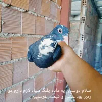 کفترماده
