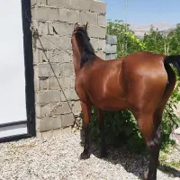 اسب معاوضه|اسب و تجهیزات اسبسواری|سیسخت, |دیوار