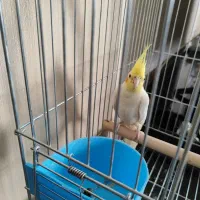 عروس هلندی لوتینو|پرنده|اصفهان, اصفهانک|دیوار