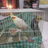 فروش دوعددعروس هلندی نروماده