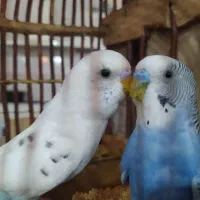 پرنده