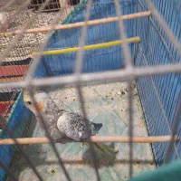 عروس هلندی