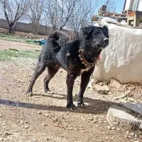 سگ نر|سگ|عسگران, |دیوار