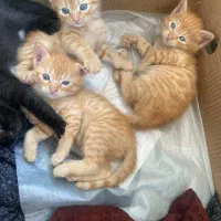 گربه|گربه|رشت, نامجو|دیوار