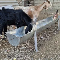 بز پاکستانی از تکه درآمده ودوبزغاله دقلو چاق|حیوانات مزرعه|گنبد کاووس, |دیوار