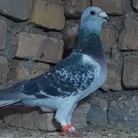 المانی و رنگه ،کبوتر گناباد|پرنده|کاشمر, |دیوار
