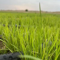 نشا پیاز آماده|گل و گیاه طبیعی|رودان, |دیوار