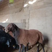 شیشک قوچ همو