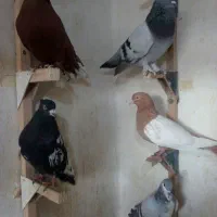 کبوتر خوش فی