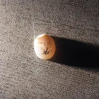 سنگ شجر قائن ب شرط