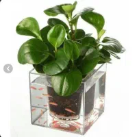 اکواریوم گلدونی