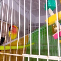 کوتوله مولد