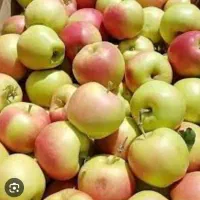 سیب گلاب
