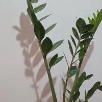 بنجامین ابلغ|گل و گیاه طبیعی|اهواز, کوی مهدیس|دیوار