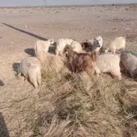 کهره نر و. ماده|حیوانات مزرعه|جیرفت, |دیوار