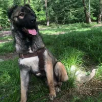 سگ سرابی زات قدیم