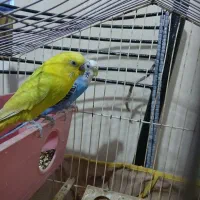 یک جفت مرغ عشق مولد