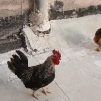 فروش خروس محلی