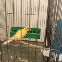 قناری نر اماده